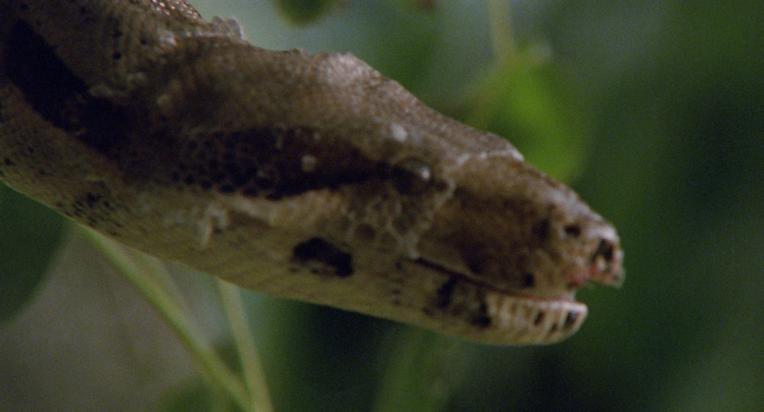 Adam and Eve [Blu-ray w/LE Slipcover]