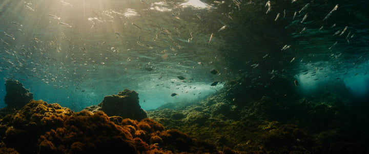 The Worlds of Lucile Hadžihalilović [4-Disc Blu-ray Box Set + Book]